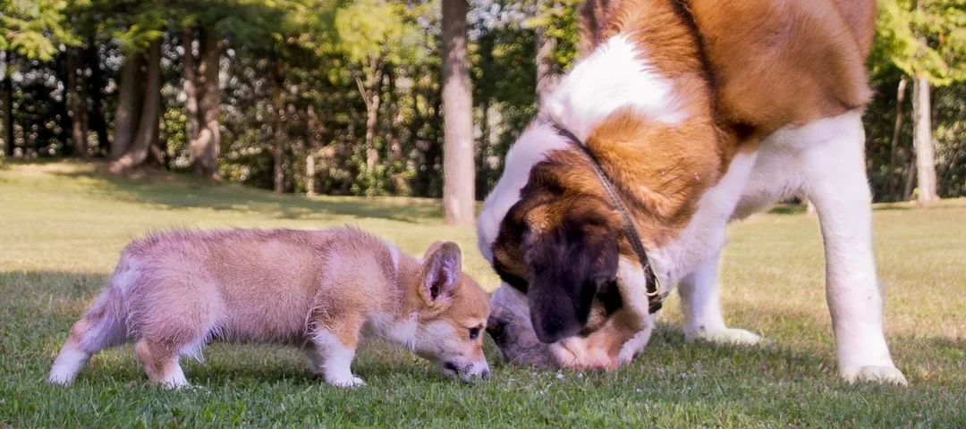 Corgi-sitting