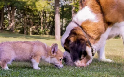 Corgi-sitting