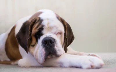 Urgent Nap
