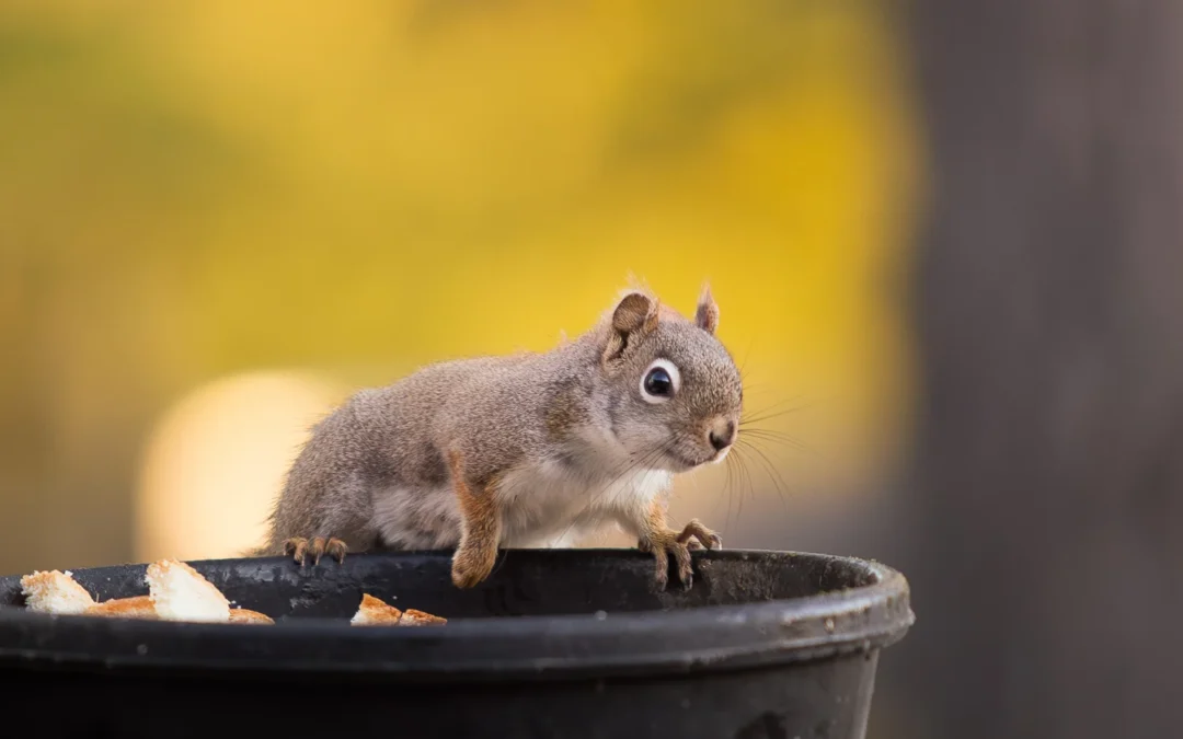 Squirrel Girl