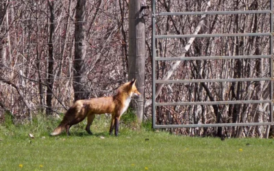 Fox Family
