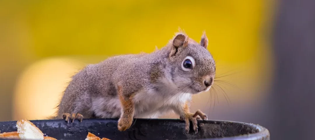 Squirrel Girl