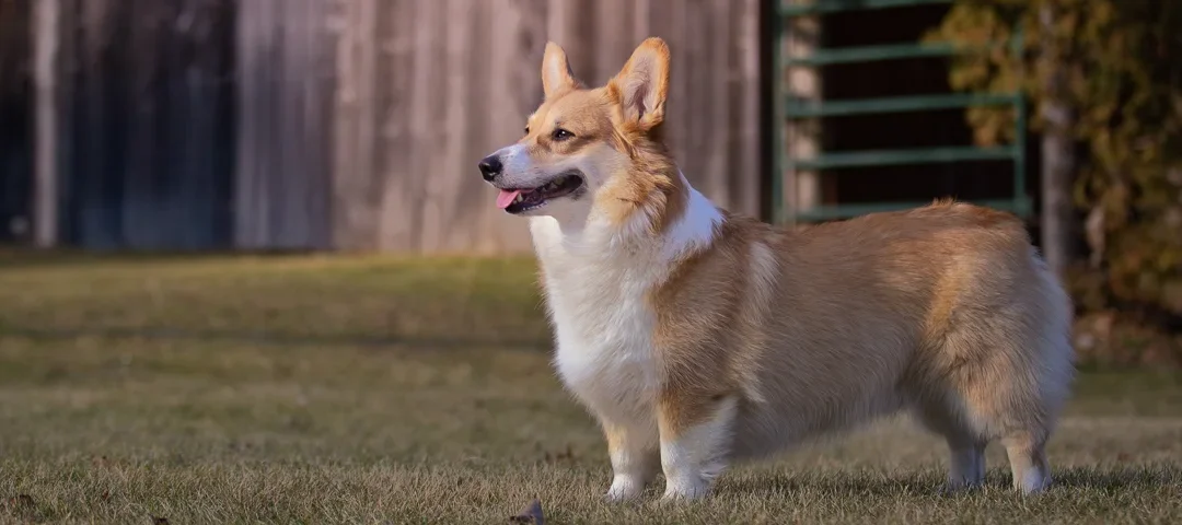 Corgi saves the barn