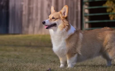 Corgi saves the barn