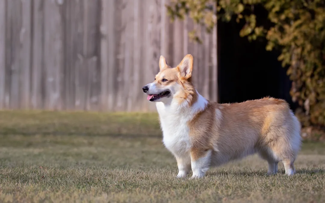 Corgi saves the barn