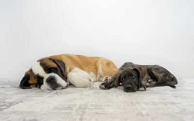 Contract renegotiation